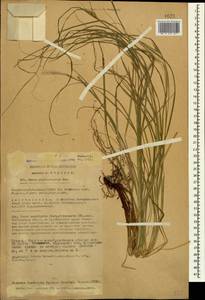 Carex phyllostachys C.A.Mey., Caucasus, Azerbaijan (K6) (Azerbaijan)