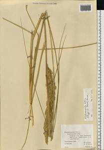 Ammocalamagrostis baltica (Flüggé ex Schrad.) P.Fourn., Eastern Europe, North-Western region (E2) (Russia)