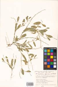 Euclidium syriacum (L.) W. T. Aiton, Eastern Europe, Moscow region (E4a) (Russia)