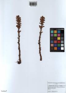 Orobanche cumana Wallr., Siberia, Altai & Sayany Mountains (S2) (Russia)