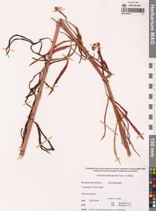 Artemisia selengensis Turcz. ex Besser, Siberia, Chukotka & Kamchatka (S7) (Russia)