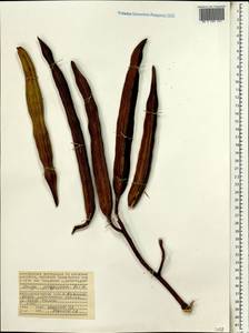 Moringa oleifera Lam., Africa (AFR) (Seychelles)
