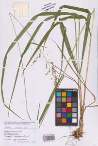 Festuca altissima All., Eastern Europe, Western region (E3) (Russia)