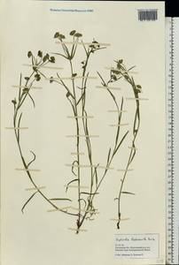 Euphorbia leptocaula Boiss., Eastern Europe, Rostov Oblast (E12a) (Russia)