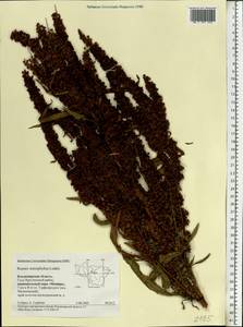 Rumex stenophyllus Ledeb., Eastern Europe, Central region (E4) (Russia)