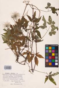 Clematis sibirica (L.) Mill., Eastern Europe, Eastern region (E10) (Russia)