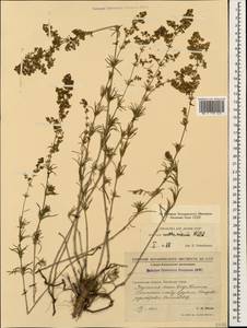 Galium verum subsp. verum, Caucasus, Stavropol Krai, Karachay-Cherkessia & Kabardino-Balkaria (K1b) (Russia)