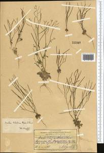 Crucihimalaya tibetica (Hook. fil. & Thomson) Al-Shehbaz, D. A. German & M. Koch, Middle Asia, Pamir & Pamiro-Alai (M2) (Kyrgyzstan)