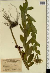 Pentanema orientale (Lam.) D. Gut. Larr., Santos-Vicente, Anderb., E. Rico & M. M. Mart. Ort., Caucasus, South Ossetia (K4b) (South Ossetia)