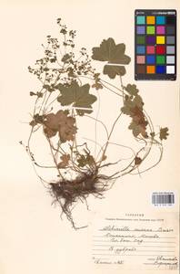 Alchemilla micans Buser, Eastern Europe, Moscow region (E4a) (Russia)