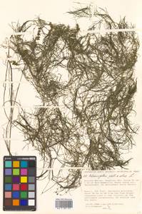 Stuckenia pectinata (L.) Börner, Siberia, Russian Far East (S6) (Russia)