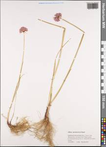 Allium maximowiczii Regel, Siberia, Russian Far East (S6) (Russia)
