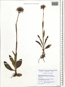 Neotinea tridentata (Scop.) R.M.Bateman, Pridgeon & M.W.Chase, Caucasus, Krasnodar Krai & Adygea (K1a) (Russia)