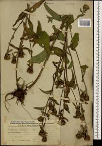 Centaurea phrygia subsp. salicifolia (M. Bieb. ex Willd.) Mikheev, Caucasus, Azerbaijan (K6) (Azerbaijan)
