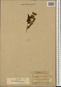 Campanula latifolia L., Caucasus, Abkhazia (K4a) (Abkhazia)