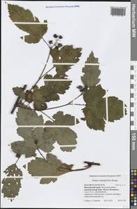 Rubus crataegifolius Bunge, Siberia, Russian Far East (S6) (Russia)