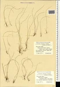 Festuca incurva (Gouan) Gutermann, Crimea (KRYM) (Russia)