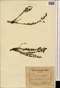 Teucrium orientale L., Caucasus, Armenia (K5) (Armenia)