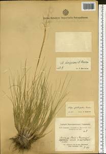 Stipa krylovii Roshev., Siberia, Altai & Sayany Mountains (S2) (Russia)