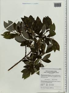 Salix myrsinifolia, Eastern Europe, Northern region (E1) (Russia)