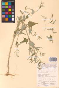 Atriplex aucheri Moq., Eastern Europe, Lower Volga region (E9) (Russia)