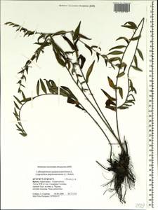 Aegonychon purpurocaeruleum (L.) Holub, Crimea (KRYM) (Russia)