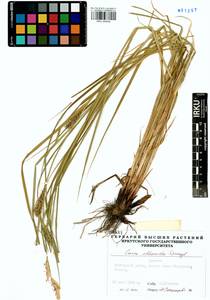 Carex atherodes Spreng., Siberia, Baikal & Transbaikal region (S4) (Russia)