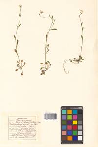 Arabidopsis lyrata subsp. kamchatica (Fisch. ex DC.) O'Kane & Al-Shehbaz, Siberia, Russian Far East (S6) (Russia)
