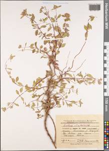 Ziziphora clinopodioides Lam., Middle Asia, Pamir & Pamiro-Alai (M2) (Tajikistan)