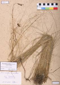 Puccinellia tenuiflora (Griseb.) Scribn. & Merr., Siberia, Altai & Sayany Mountains (S2) (Russia)