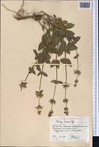 Stachys hissarica Regel, Middle Asia, Western Tian Shan & Karatau (M3) (Uzbekistan)