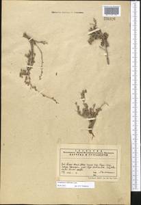 Atraphaxis replicata Lam., Middle Asia, Western Tian Shan & Karatau (M3) (Kazakhstan)