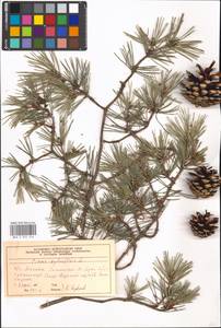 Pinus sylvestris L., Eastern Europe, Moscow region (E4a) (Russia)