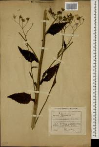 Lapsana communis subsp. grandiflora (M. Bieb.) P. D. Sell, Caucasus, Georgia (K4) (Georgia)
