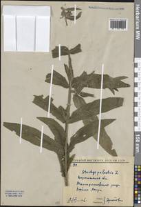 Stachys palustris L., Eastern Europe, Central forest-and-steppe region (E6) (Russia)