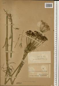 Anethum graveolens L., Eastern Europe, Northern region (E1) (Russia)