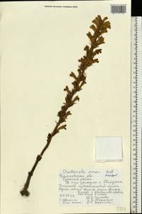 Phelipanche arenaria (Borkh.) Pomel, Eastern Europe, Middle Volga region (E8) (Russia)
