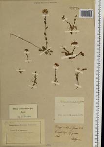 Noccaea thlaspidioides (Pall.) F.K.Mey., Siberia, Baikal & Transbaikal region (S4) (Russia)