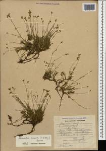 Sabulina lineata (Boiss.) Dillenb. & Kadereit, Caucasus, Armenia (K5) (Armenia)