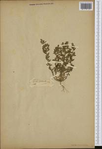 Legousia speculum-veneris (L.) Chaix, Botanic gardens and arboreta (GARD) (Not classified)