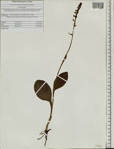 Platanthera fuscescens (L.) Kraenzl., Siberia, Altai & Sayany Mountains (S2) (Russia)