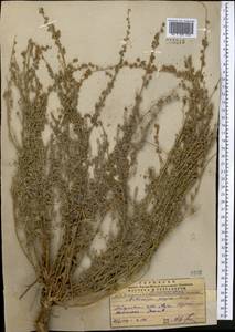Artemisia persica Boiss., Middle Asia, Pamir & Pamiro-Alai (M2) (Uzbekistan)