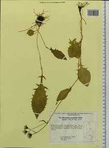 Crepis coreana (Nakai) Sennikov, Siberia, Russian Far East (S6) (Russia)