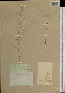 Draba nemorosa L., Siberia (no precise locality) (S0) (Russia)