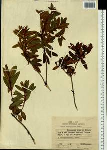 Rhododendron diversipilosum (Nakai) Harmaja, Siberia, Russian Far East (S6) (Russia)