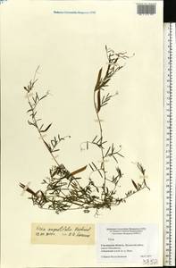 Vicia sativa subsp. nigra (L.)Ehrh., Eastern Europe, Western region (E3) (Russia)