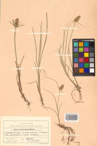 Carex neurocarpa Maxim., Siberia, Russian Far East (S6) (Russia)