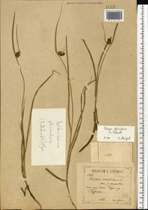 Bolboschoenus planiculmis (F.Schmidt) T.V.Egorova, Eastern Europe, Central forest-and-steppe region (E6) (Russia)