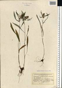 Omalotheca norvegica (Gunnerus) Sch.Bip. & F.W.Schultz, Eastern Europe, West Ukrainian region (E13) (Ukraine)