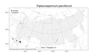 Tripleurospermum parviflorum (Willd.) Pobed., Atlas of the Russian Flora (FLORUS) (Russia)